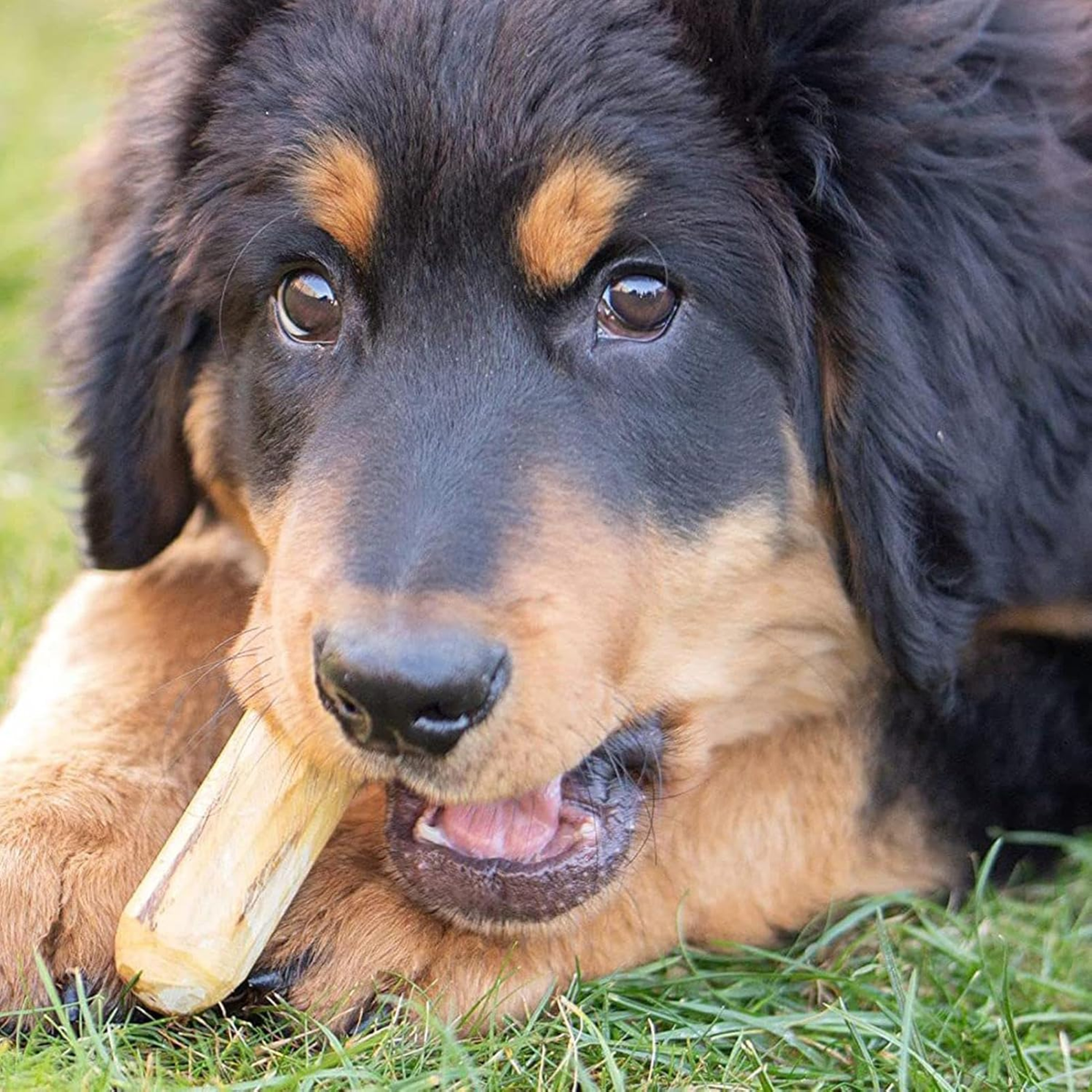 Varilla antiestresante y limpiador de dientes para perros