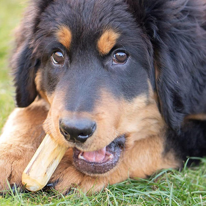 Varilla antiestresante y limpiador de dientes para perros